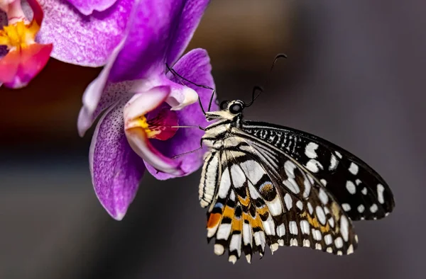 Lemon Sailboat Borboleta Papilio Demoleus Close — Fotografia de Stock