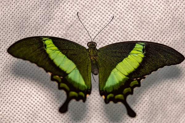 Πρωινή Πεταλούδα Peacock Παπίλιο Παλίνουρος Κοντινό Πλάνο — Φωτογραφία Αρχείου