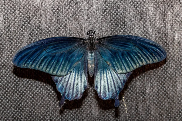 Día Mariposa Velero Kotzebue Pachliopta Kotzebuea — Foto de Stock