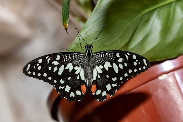 Πεταλούδα Λεμονιού Παπίλιο Δημόλεους Κοντινό Πλάνο — Φωτογραφία Αρχείου