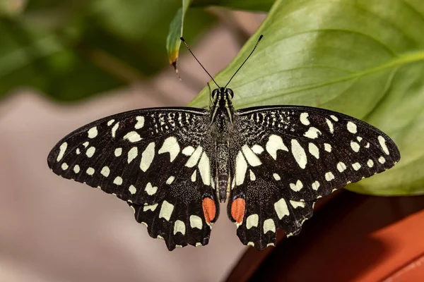 Lemon Voilier Papillon Papilio Demoleus Gros Plan — Photo