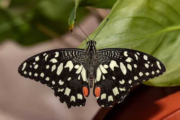 Lemon Voilier Papillon Papilio Demoleus Gros Plan — Photo