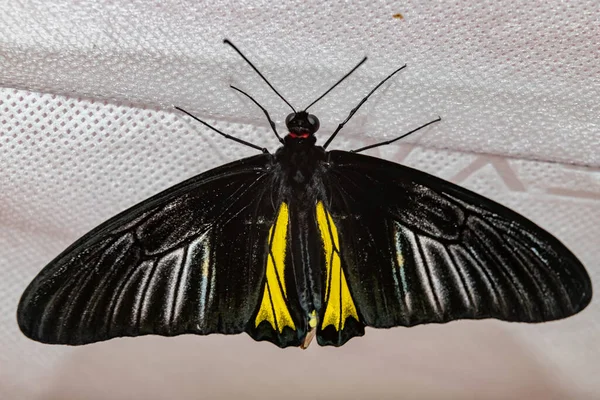 Dia Borboleta Pássaro Dourado Troides Rhadamantus — Fotografia de Stock