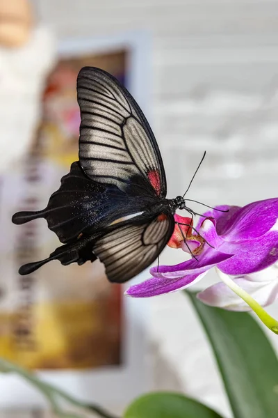 Grand Papillon Tropical Voilier Levi Papilio Lowi — Photo