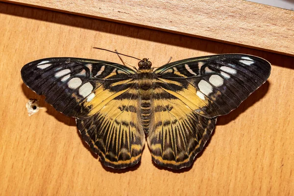 Μέρα Πεταλούδα Τίγρης Σύλβια Σύλβια Παρθένου — Φωτογραφία Αρχείου