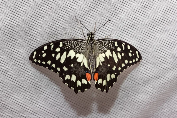 Lemon Voilier Papillon Papilio Demoleus Gros Plan — Photo