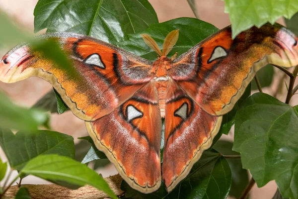Lorkin Peacock Moth Attacus Lorquini Gros Plan — Photo