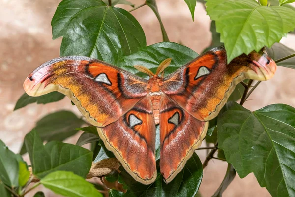 Lorkin Peacock Moth Attacus Lorquini Gros Plan — Photo