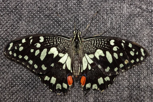 Lemon Voilier Papillon Papilio Demoleus Gros Plan — Photo