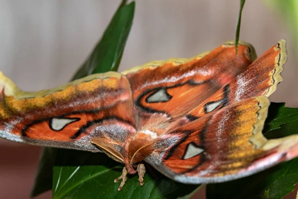 Lorkin Peacock Moth Attacus Lorquini Gros Plan — Photo