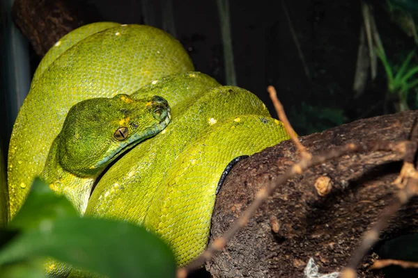 Python Verde Una Pitón Árbol Morelia Viridis Primer Plano — Foto de Stock