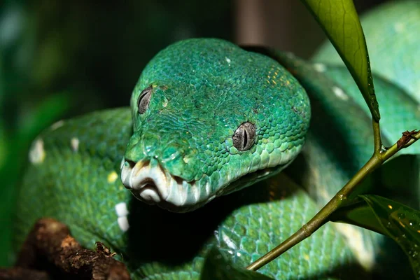 Green Python 비단뱀 모렐리아 클로즈업 — 스톡 사진