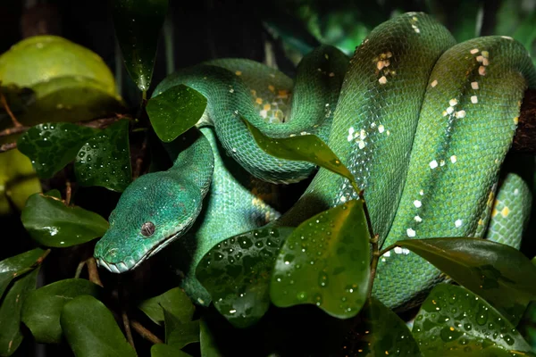 Python Verde Uma Pitão Árvore Morelia Viridis Close — Fotografia de Stock