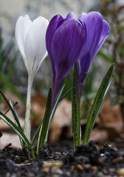 Crocus fleur au printemps — Photo