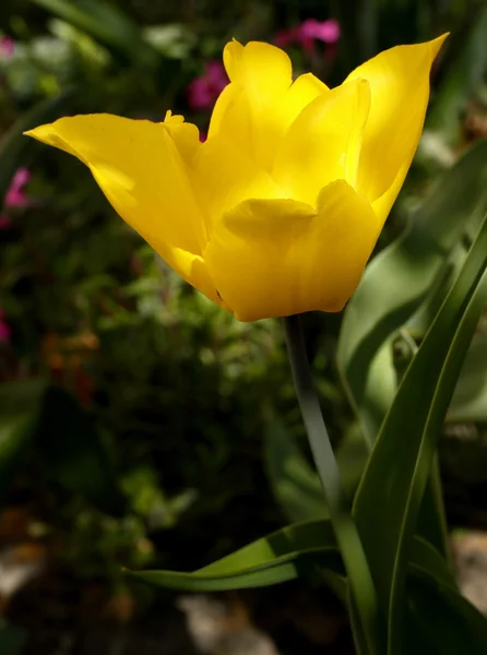 Tulipa amarela Imagem De Stock