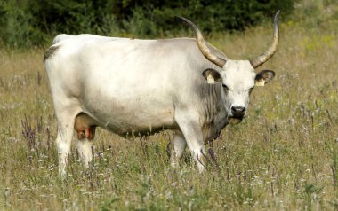 Macaristan Tihany yarımadasında