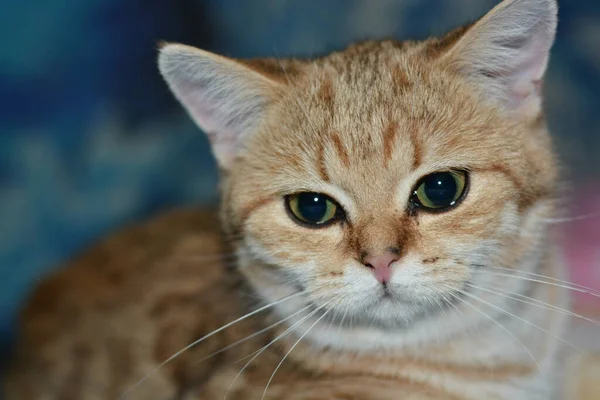 Hermoso Gato Rojo Raza Británica Está Acostado Sofá —  Fotos de Stock