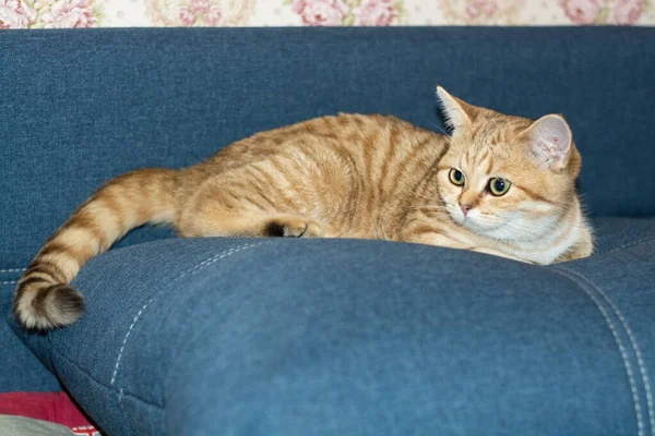 Belo Gato Vermelho Raça Britânica Está Deitado Sofá — Fotografia de Stock