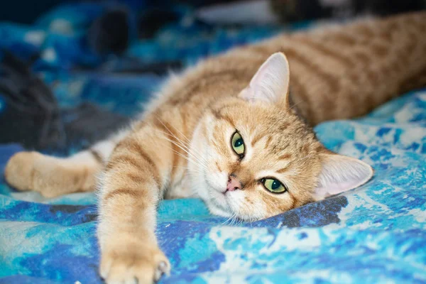 Hermoso Gato Rojo Raza Británica Está Acostado Sofá —  Fotos de Stock
