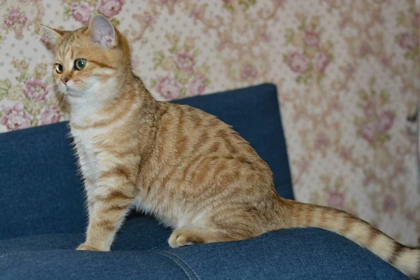 Belo Gato Vermelho Raça Britânica Está Sentado Sofá — Fotografia de Stock