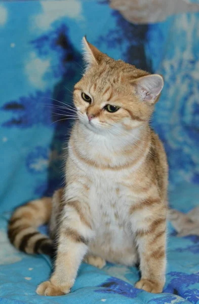 Beautiful Red Cat British Breed Sitting Sofa — Stock Photo, Image