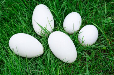 Tavuk ve kaz yumurtaları yeşil çimlerin üzerinde yatıyor..