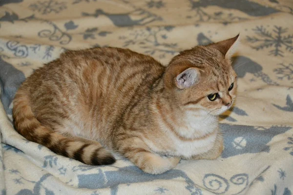 Beautiful Red Domestic Cat British Breed Lies Luxuriates Bed — Stock Photo, Image