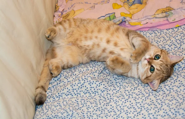 영국산 아름다운 고양이과 동물이 침대에 호화롭게 지낸다 — 스톡 사진