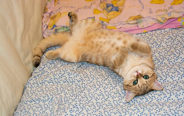 Hermoso Gato Rojo Doméstico Raza Británica Encuentra Exuberante Cama —  Fotos de Stock