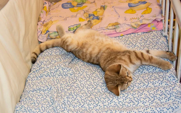 Ngiliz Cinsinin Güzel Kırmızı Evcil Kedisi Yatağında Uzanır Lüks Içinde — Stok fotoğraf