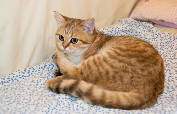 Gato Doméstico Vermelho Bonito Raça Britânica Mentiras Luxates Cama — Fotografia de Stock