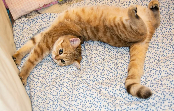 영국산 아름다운 고양이과 동물이 침대에 호화롭게 지낸다 — 스톡 사진