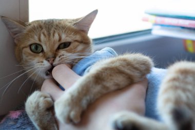 Ameliyattan sonra evde kızıl saçlı safkan İngiliz kedisi var..