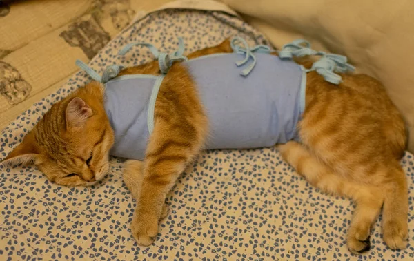Rothaarige Britische Vollblut Katze Decke Nach Operation Hause — Stockfoto