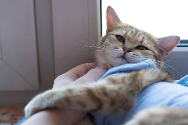 Red Haired Puro Sangue Gato Britânico Cobertor Após Cirurgia Casa — Fotografia de Stock