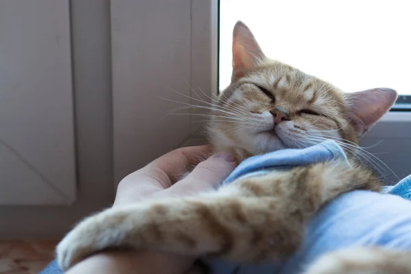 手術後に毛布の中に赤い毛のサラブレッド英国の猫が家にいます — ストック写真