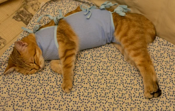 Punatukkainen Täysiverinen Brittiläinen Kissa Peitossa Leikkauksen Jälkeen Kotona tekijänoikeusvapaita valokuvia kuvapankista