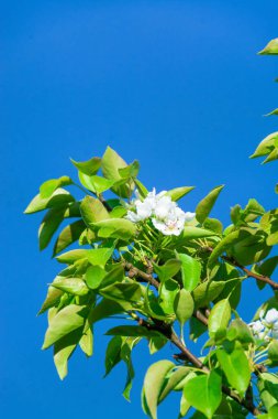 İlkbaharda, bir elma ağacı kır evinin bahçesinde çiçek açtı.. 