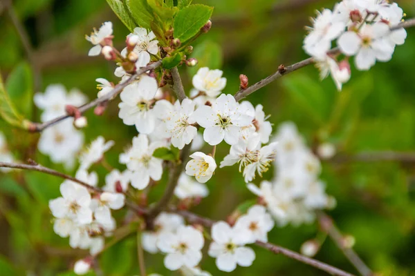 Hermoso Jazmín Blanco Floreció Jardín —  Fotos de Stock