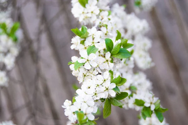 Hermoso Jazmín Blanco Floreció Jardín —  Fotos de Stock