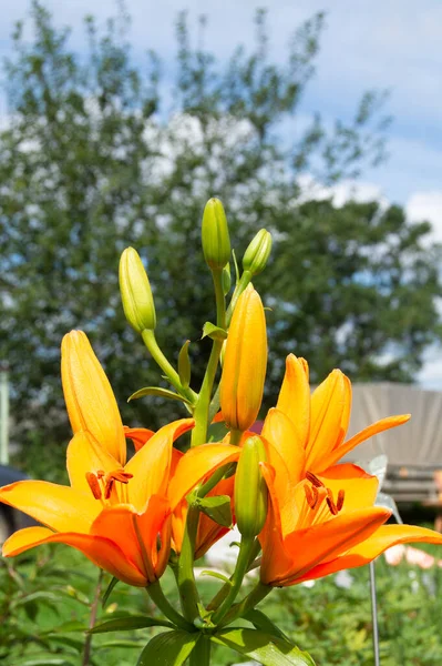 Hermosos Lirios Brillantes Florecen Jardín —  Fotos de Stock