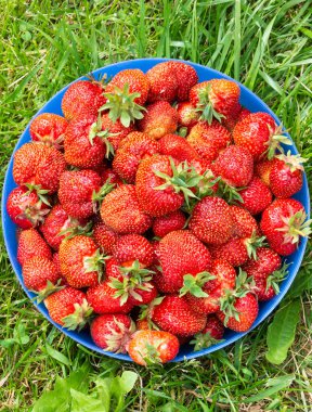 Bahçede yetişen olgun, kırmızı, lezzetli çilekler.. 