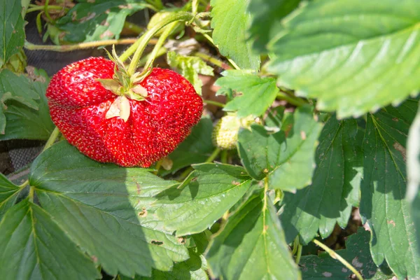 Fresas Maduras Rojas Deliciosas Crecieron Jardín —  Fotos de Stock