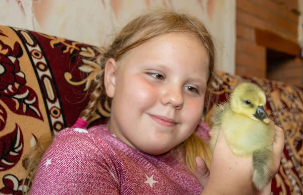 Patinho Fofo Amarelo Pequeno Senta Nos Braços Uma Menina — Fotografia de Stock