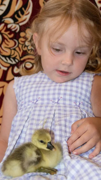 小女孩的怀里抱着一只黄色的绒毛小鸭 — 图库照片