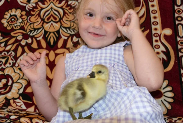 Patinho Fofo Amarelo Pequeno Senta Nos Braços Uma Menina — Fotografia de Stock