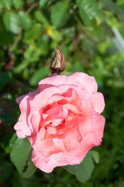 Çiçekler. Bahçede açan güzel bir gül. 