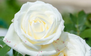 Çiçekler. Bahçede açan güzel bir gül. 