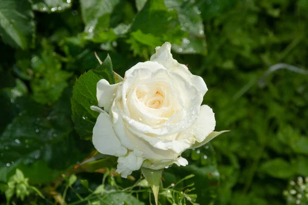 Blumen Eine Schöne Rose Blühte Garten — Stockfoto