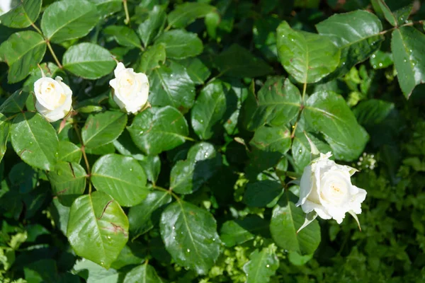 Blommor Vacker Ros Blommade Trädgården — Stockfoto